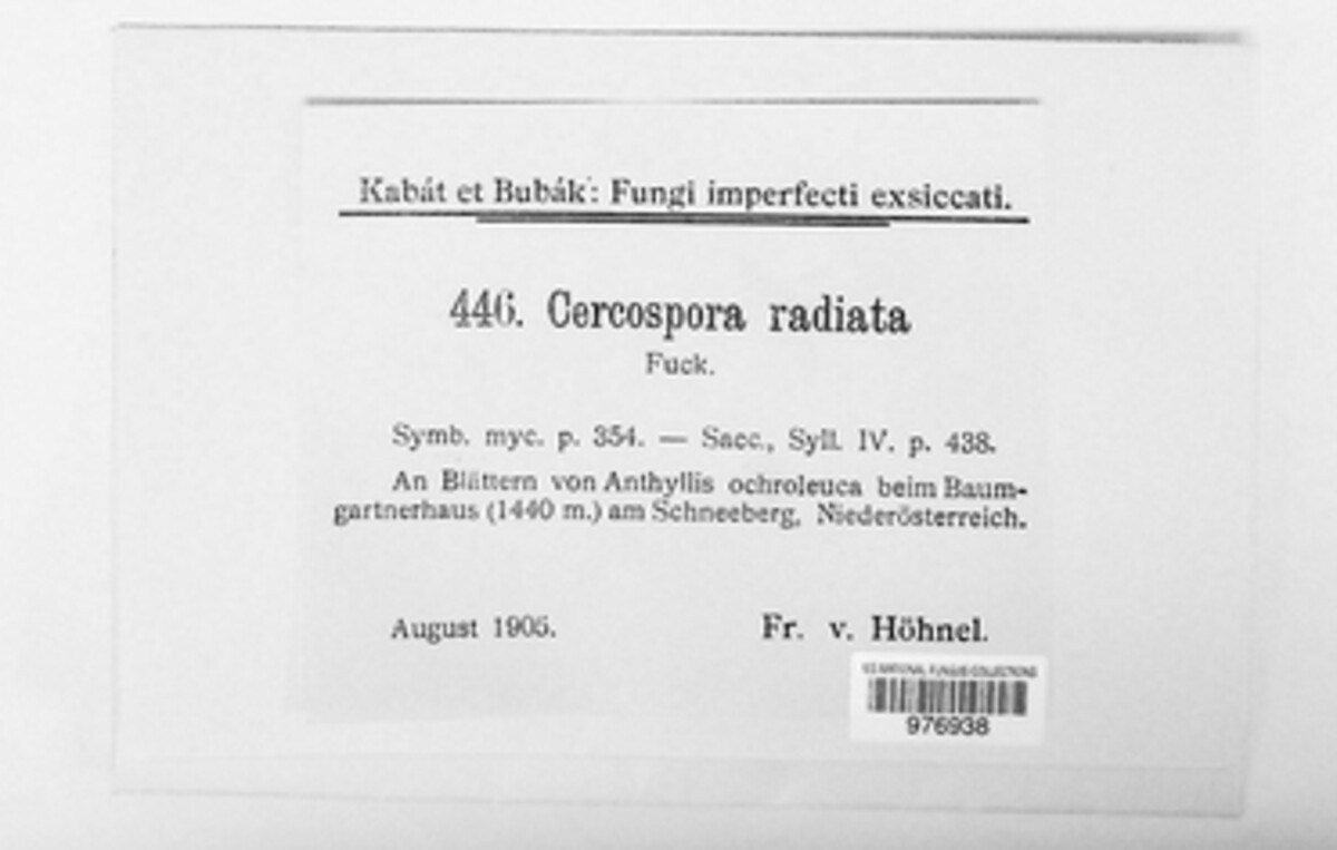 Cercospora radiata image